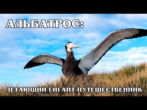 Мультфильм про птицу альбатрос