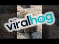 Greeting an Adorable Baby Sea Lion || ViralHog