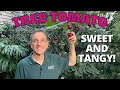 The Tree Tomato Tamarillo A Wonderful Fruiting Container Plant