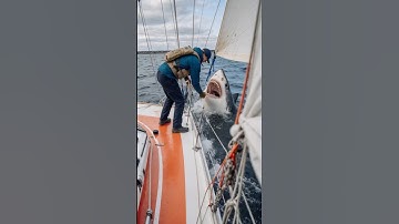 Unexpected attack of a shark on a man in a sailing competition. #shark #pov #attack #ai #scary