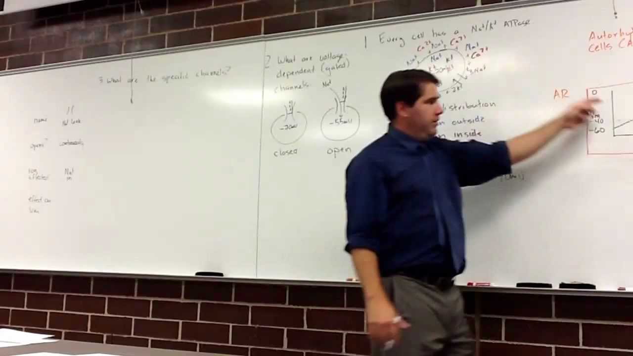 Cardiac Action Potentials (in class)