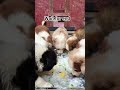 Cute Pet 🐶 #cutepet #trending #shorts
