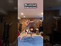 Dumbell Shadowboxing