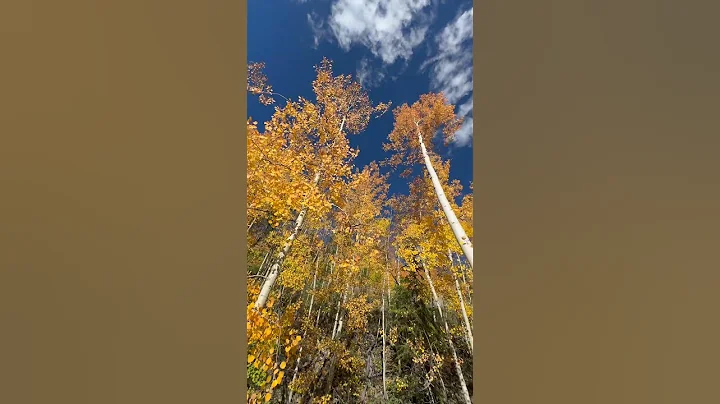Hiking through Aspens in the Fall