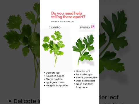 Video: Wat is korianderbladvlek - Herkennen van bladvlekken op korianderplanten