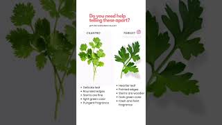 What Is The Difference Between Cilantro And Parsley