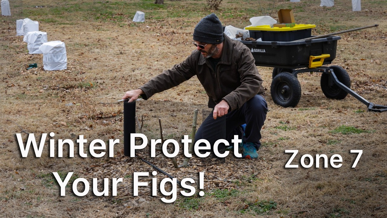 Winter Protect Your Fig Trees!