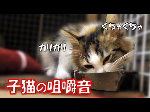 ご飯を食べる子猫がかわいい【咀嚼音ASMR】サイベリアン