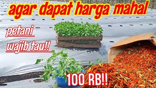 WAKTU YANG PAS TANAM CABE!! AGAR DAPAT HARGA MAHALLL