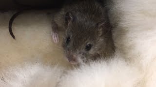 Приключение мышонка по имени Пулька