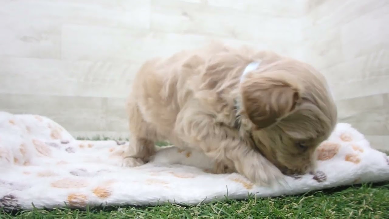 わんこ☆ 遂に公開されたNEXZ official character NEXZOO