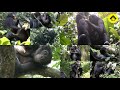 This is wild bonobo!!!【Observations of Bonobos #19】