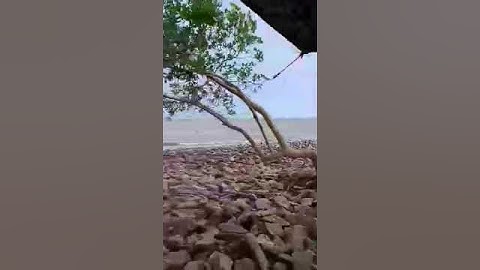 Cảnh đẹp của biển rạch bùn gò công đông tiền giang