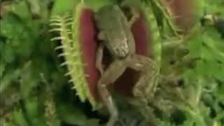 Carnivorous Plant Eats A Frog !!! Amazing!!!!