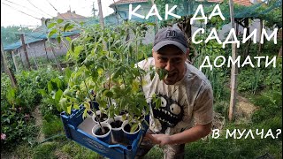 КАК ДА САДИМ ДОМАТИ В МУЛЧА HOW TO PLANT TOMATOES IN THE MULCH #yard #garden #tomato #двор #градина