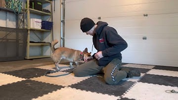 Chief Learns Ivan Balabanov’s Possession Game, Playing Tug With Your Dog