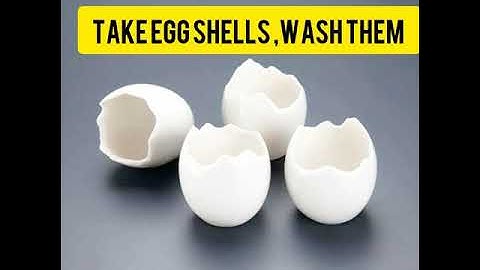 Eggshell activity