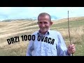 DRZI 1000 OVACA-BATO SA PLANINE LUKAVICE