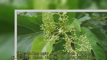 7 công dụng của cây lá cách không nên bỏ qua