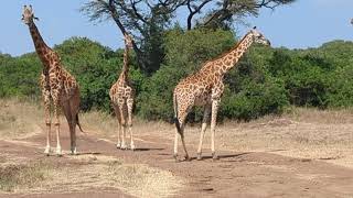 Giraffes Relaxing In Nairobi National Park. Nairobi, Kenya 2023 Video 9