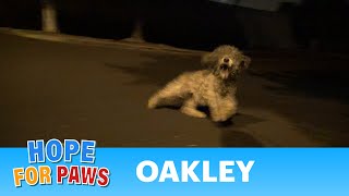 Saving Oakley in a late night rescue mission.  Please help her find a home. #story