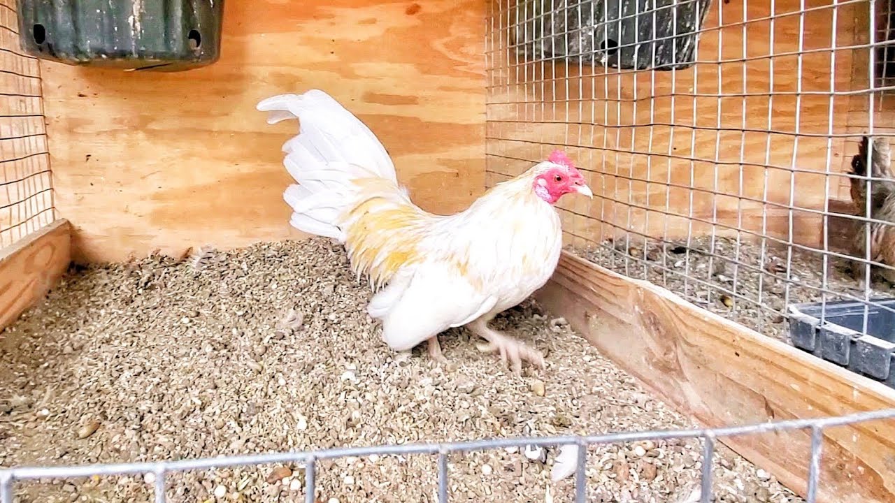 Visitando Gallitos kikirikis Macias YouTube