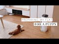 Preparing My Apartment for A Puppy