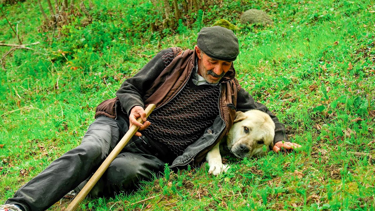 Пастух «Хайленд» и стадо овец | Документальный