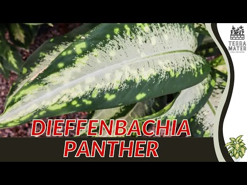 Stunning DIEFFENBACHIA 'PANTHER' (Epipremnum aureum) - Plant Profile for  This Spotted Beauty! - YouTube