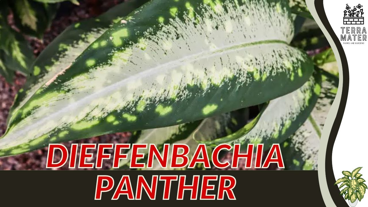 Stunning DIEFFENBACHIA 'PANTHER' (Epipremnum aureum) - Plant Profile for  This Spotted Beauty!
