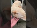 白い犬のおすわりとお手