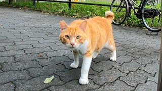 公園の入口で横になる野良猫を撫でるとゴロンゴロン転がってカワイイ