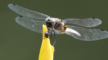 Wild is Home 3 - Resilience  along the canals