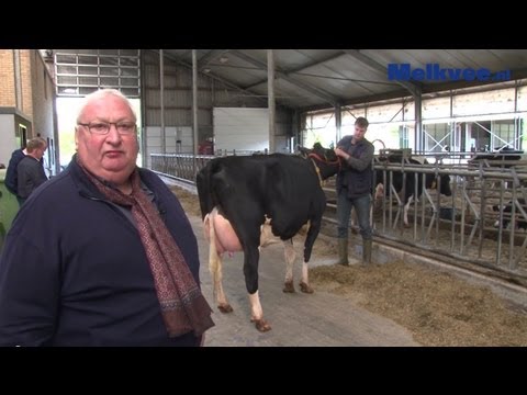 Unieke veestapel onder de hamer bij Schep Holsteins