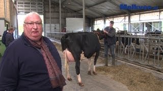 Unieke veestapel onder de hamer bij Schep Holsteins