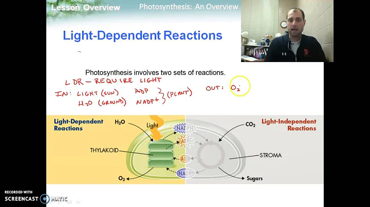 Photosynthesis