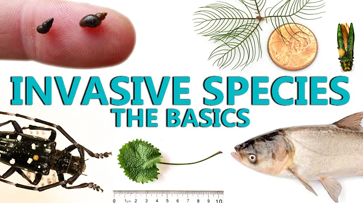 Invasive Species: The Basics