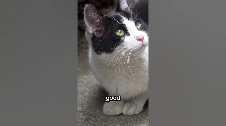 5 Tuxedo Cat Facts You Didn't Know