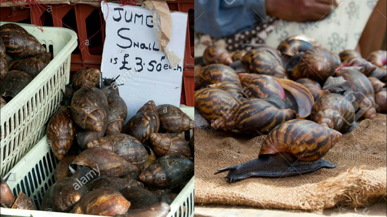 snail farming business plan in ghana