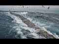 Unbelievable big catch fishing in the deep sea with big boat frozen fish cutting processing line