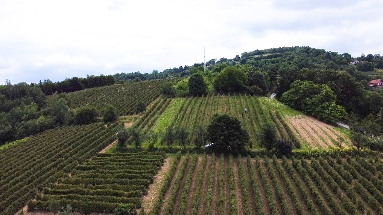 Rekordna cena maline a prinos slab