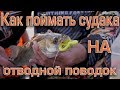 Как поймать судака на отводной поводок.