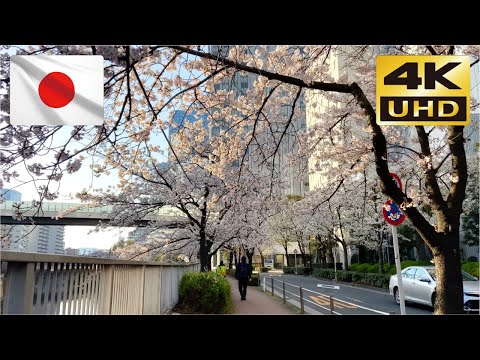 【早朝の桜】🌸  目黒川沿いの桜並木③ 🌸 【Cherry Blossoms】