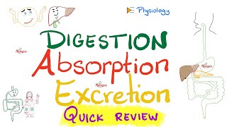 Gastrointestinal (GI) Physiology in 27 Minutes - The Ultimate Quick Review