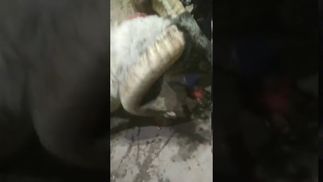 Vilayte Menda For Shohq | Delhi Me Danish Bhai Ka Vilayte Mende Ka Shouq