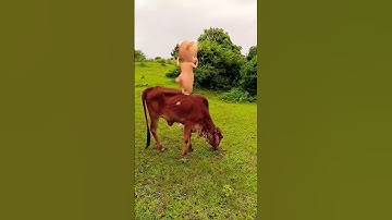 Thumbnail of Ranu BomBal #song #folksong #folk #telugusongs #newsong #funny #nokhianokhikaamnivato #comedy #cute