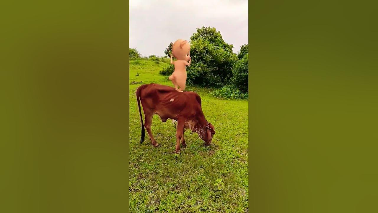 Ranu BomBal #song #folksong #folk #telugusongs #newsong #funny #nokhianokhikaamnivato #comedy #cute Ranu BomBal #song #folksong #folk #telugusongs #newsong #funny #nokhianokhikaamnivato #comedy #cute