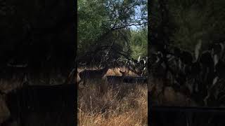 Venados cola blanca apareándose. Video proporcionado por Nick Benavides. En Aguilares Texas