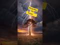 Tree vs Lightning – Nature’s Most Powerful Attack ⚡Natural disauster #relatable #shorts #thunder