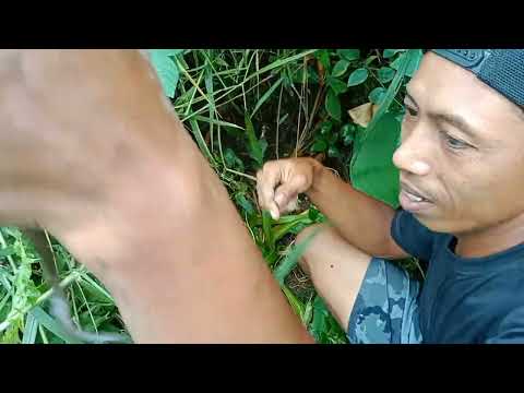 mancing belut Deket Deket rumah